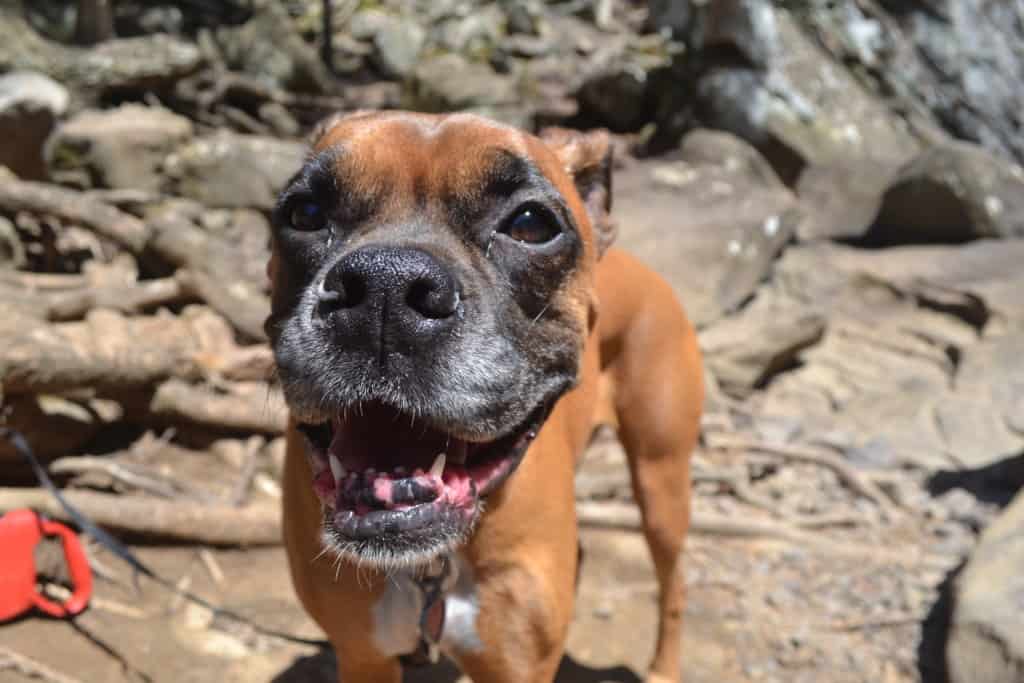 Zoe boxer at the bottom of Ozone Falls, smiling