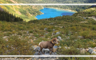 Glacier National Park bighorn sheep and bright blue lake