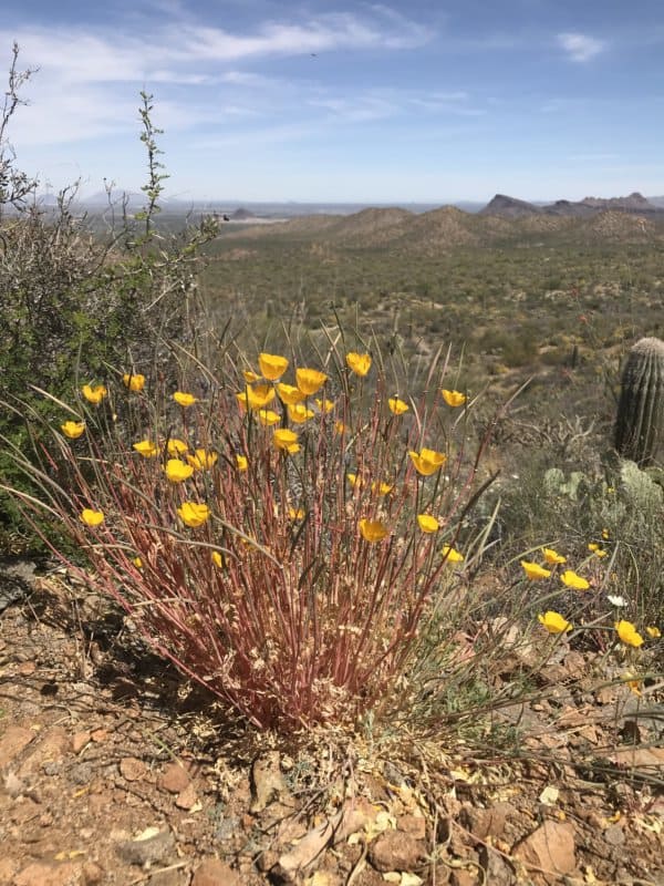 How To Explore Saguaro National Park Nurse To Nomad