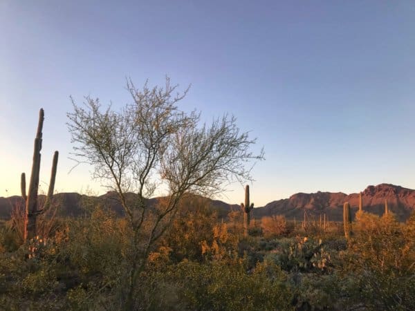 How to Spend a Half-Day in Saguaro National Park - Nurse to Nomad